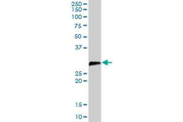 DCUN1D1 antibody  (AA 1-259)