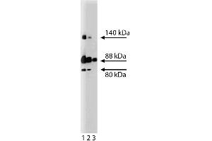 Western blot analysis of Mena on a SW13 cell lysate (Human adrenal gland carcinoma, ATCC CCL-105). (ENAH antibody  (AA 415-541))