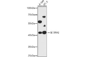 Western blot analysis of extracts of various cell lines, using IL13R antibody (ABIN7267987) at 1:1000 dilution. (IL13RA2 antibody)