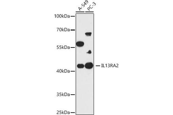IL13RA2 Antikörper