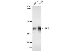 WB Image CD13 antibody detects CD13 protein by western blot analysis. (CD13 antibody)