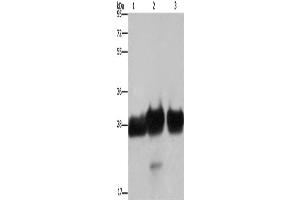 Western Blotting (WB) image for anti-Four and A Half LIM Domains 1 (FHL1) antibody (ABIN2430110) (FHL1 antibody)