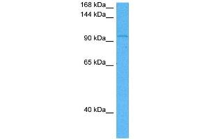 Host:  Mouse  Target Name:  RBL1  Sample Tissue:  Mouse Pancreas  Antibody Dilution:  1ug/ml (p107 antibody  (N-Term))