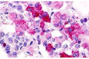 Image no. 1 for anti-G Protein-Coupled Receptor 12 (GPR12) (C-Term) antibody (ABIN1048702) (G Protein-Coupled Receptor 12 antibody  (C-Term))