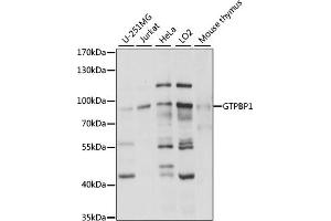 Western blot analysis of extracts of various cell lines, using GTPBP1 antibody (ABIN7267522) at 1:1000 dilution. (GTPBP1 antibody  (AA 10-280))