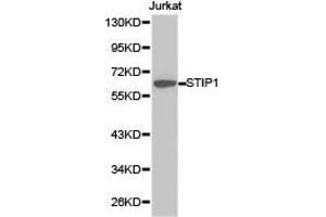 Western Blotting (WB) image for anti-Stress-Induced-phosphoprotein 1 (STIP1) antibody (ABIN1874977) (STIP1 antibody)