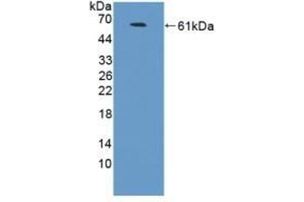 NCAM2 antibody  (AA 21-297)