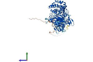 AlphaFold protein structure predicition of Mouse Recombinant Cmtr1 Protein, UniprotID Q9DBC3 (CMTR1 Protein (AA 1-837) (His tag))