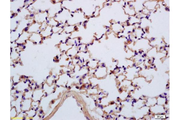 SEZ6L antibody  (AA 701-800)