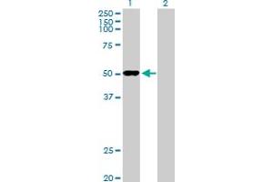 Western Blot analysis of ODC1 expression in transfected 293T cell line by ODC1 MaxPab polyclonal antibody. (ODC1 antibody  (AA 1-461))