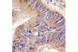 Image no. 1 for anti-Ribosomal Protein S6 (RPS6) (N-Term) antibody (ABIN357338) (RPS6 antibody  (N-Term))