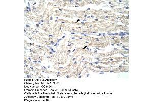 Human Muscle (ELL antibody  (N-Term))