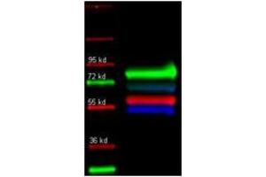 Image no. 3 for anti-serpin Peptidase Inhibitor, Clade A (Alpha-1 Antiproteinase, Antitrypsin), Member 1 (SERPINA1) antibody (ABIN799703) (SERPINA1 antibody)