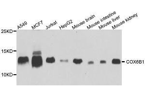 Western blot analysis of extracts of various cell lines, using COX6B1 antibody. (COX6B1 antibody  (AA 1-86))