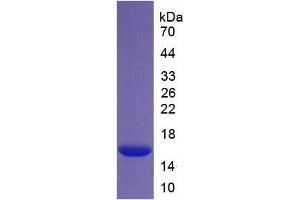 SDS-PAGE of Protein Standard from the Kit (Highly purified E. (Histone H4 ELISA Kit)
