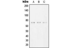 Western blot analysis of SYK expression in HeLa (A), Raw264. (SYK antibody  (C-Term))