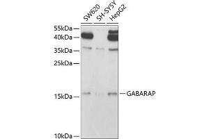 Western blot analysis of extracts of various cell lines, using GABARAP antibody (ABIN6129966, ABIN6140874, ABIN6140877 and ABIN6221250) at 1:1000 dilution.
