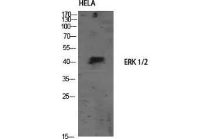 Western Blot (WB) analysis of HeLa using ERK 1/2 Polyclonal Antibody. (ERK1/2 antibody)