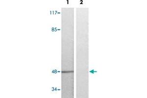 Western blot analysis of Lane 1: serum treated K562 cells, Lane 2: antigen-specific peptide treated K562 cells with EFNB1/EFNB2/EFNB3 (phospho Y324) polyclonal antibody  at 1:500-1000 dilution.