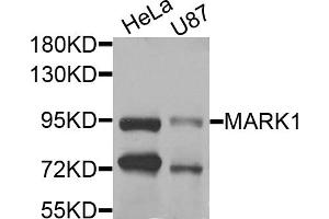 Western blot analysis of extracts of various cell lines, using MARK1 antibody. (MARK1 antibody)