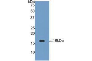 Western blot analysis of recombinant Human NT3. (Neurotrophin 3 antibody  (AA 130-255))