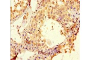 Immunohistochemistry of paraffin-embedded human testis tissue using ABIN7145898 at dilution of 1:100 (BTNL2 antibody  (AA 26-202))