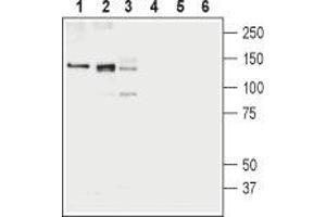 Western blot analysis of rat brain membranes (lanes 1 and 4), mouse brain membranes (lanes 2 and 5) and human K562 erythroleukemia cell lysates (lanes 3 and 6): - 1-3. (SLC12A4 antibody  (C-Term, Intracellular))