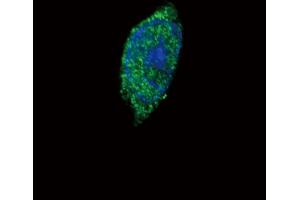 Confocal immunofluorescent analysis of JAK2 Antibody (C-term) (ABIN387982 and ABIN2844820) with Hela cell followed by Alexa Fluor 488-conjugated goat anti-rabbit lgG (green). (JAK2 antibody  (C-Term))