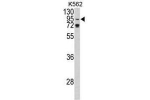 Image no. 1 for anti-Eukaryotic Translation Initiation Factor 2C, 1 (EIF2C1) (N-Term) antibody (ABIN452723) (AGO1 antibody  (N-Term))