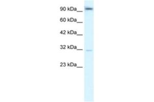 Western Blotting (WB) image for anti-Aryl Hydrocarbon Receptor (AHR) antibody (ABIN2460402) (Aryl Hydrocarbon Receptor antibody)