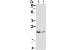 Western Blotting (WB) image for anti-Endothelin 2 (EDN2) antibody (ABIN5544375) (Endothelin 2 antibody)