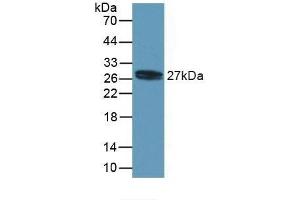 MYL4 antibody  (AA 6-191)