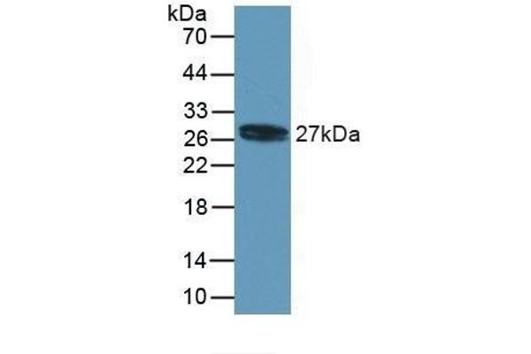MYL4 antibody  (AA 6-191)