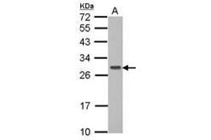Image no. 1 for anti-GTPase, IMAP Family Member 6 (GIMAP6) (AA 1-284) antibody (ABIN1498461) (GIMAP6 antibody  (AA 1-284))