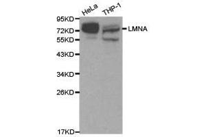 Western Blotting (WB) image for anti-Lamin A/C (LMNA) antibody (ABIN1873552) (Lamin A/C antibody)