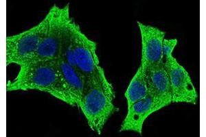 Immunofluorescence analysis of HepG2 cells using CSF1R mouse mAb (green). (CSF1R antibody  (AA 344-497))