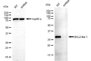 Western blotting analysis using BCL2 like 1 antibody (ABIN7797750).