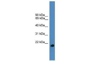 UBL4A antibody used at 0. (UBL4A antibody  (Middle Region))