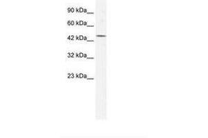 Image no. 1 for anti-Eukaryotic Translation Initiation Factor 4A3 (EIF4A3) (AA 136-185) antibody (ABIN202461) (EIF4A3 antibody  (AA 136-185))