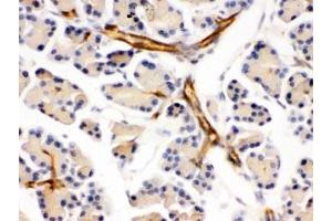 IHC testing of FFPE mouse pancreas with DARPP-32 antibody. (DARPP32 antibody)
