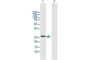 Western Blot analysis of TAF10 expression in transfected 293T cell line by TAF10 MaxPab polyclonal antibody.