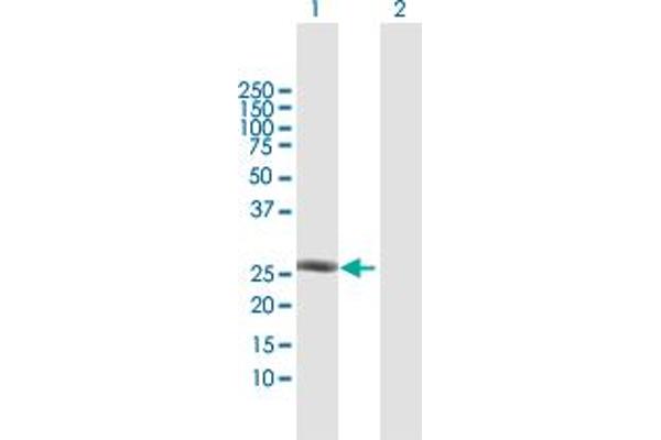 TAF10 anticorps  (AA 1-218)
