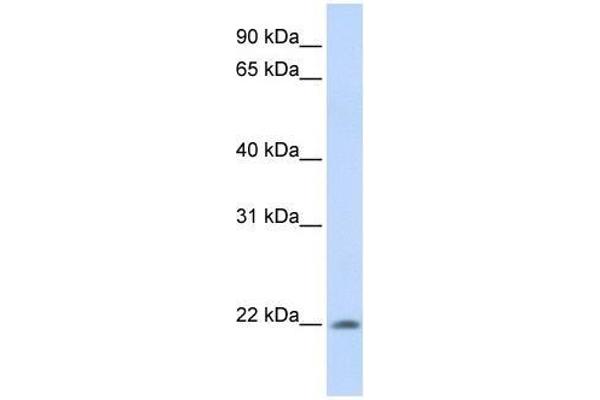 ATRAID antibody  (C-Term)