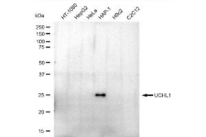 Western blotting analysis using UCHL1 antibody (ABIN7800707). (Recombinant UCHL1 antibody)