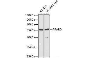 Western blot analysis of extracts of various cell lines using PPARD Polyclonal Antibody at dilution of 1:1000. (PPARD antibody)