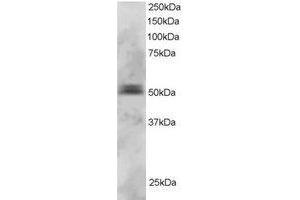 Image no. 1 for anti-Paired Box 5 (PAX5) (AA 2-14) antibody (ABIN290314) (PAX5 antibody  (AA 2-14))