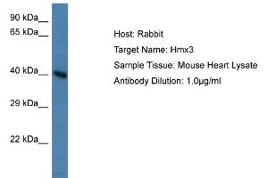 Host: Rabbit Target Name: Hmx3 Sample Type: Mouse Heart lysates Antibody Dilution: 1. (HMX3 antibody  (Middle Region))
