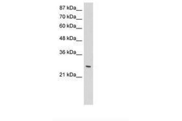 ZNF575 antibody  (C-Term)