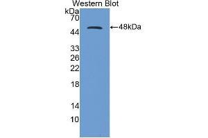 Western Blotting (WB) image for anti-CD40 Ligand (CD40LG) (AA 111-261) antibody (ABIN3209270) (CD40 Ligand antibody  (AA 111-261))