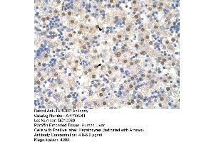 Human Liver (TARDBP antibody  (N-Term))